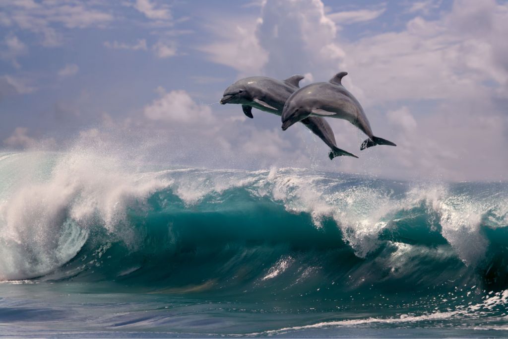 Dauphins et vagues