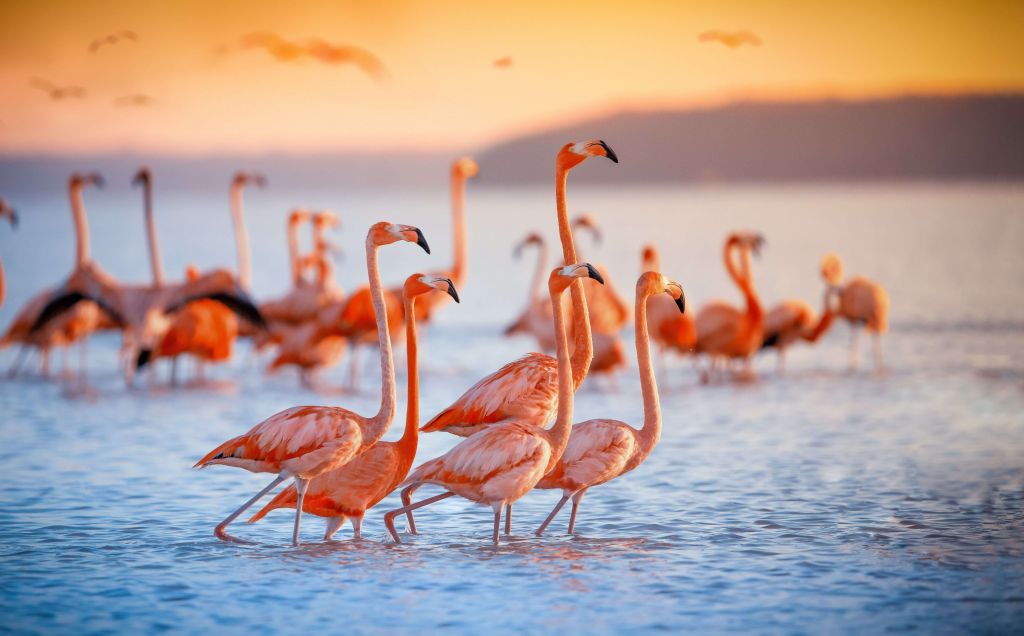 Flamants roses avec un regard fixe