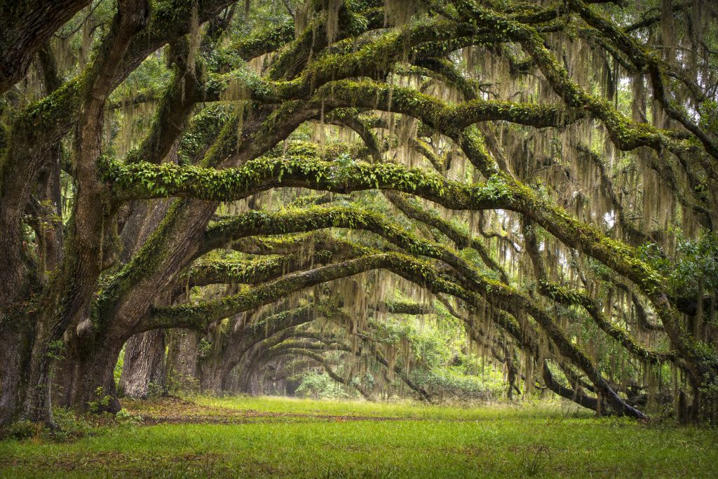 Forêt enchantée