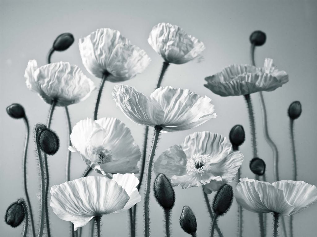 Coquelicots de couleur bleue