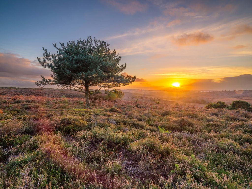 Coucher de soleil sur la lande