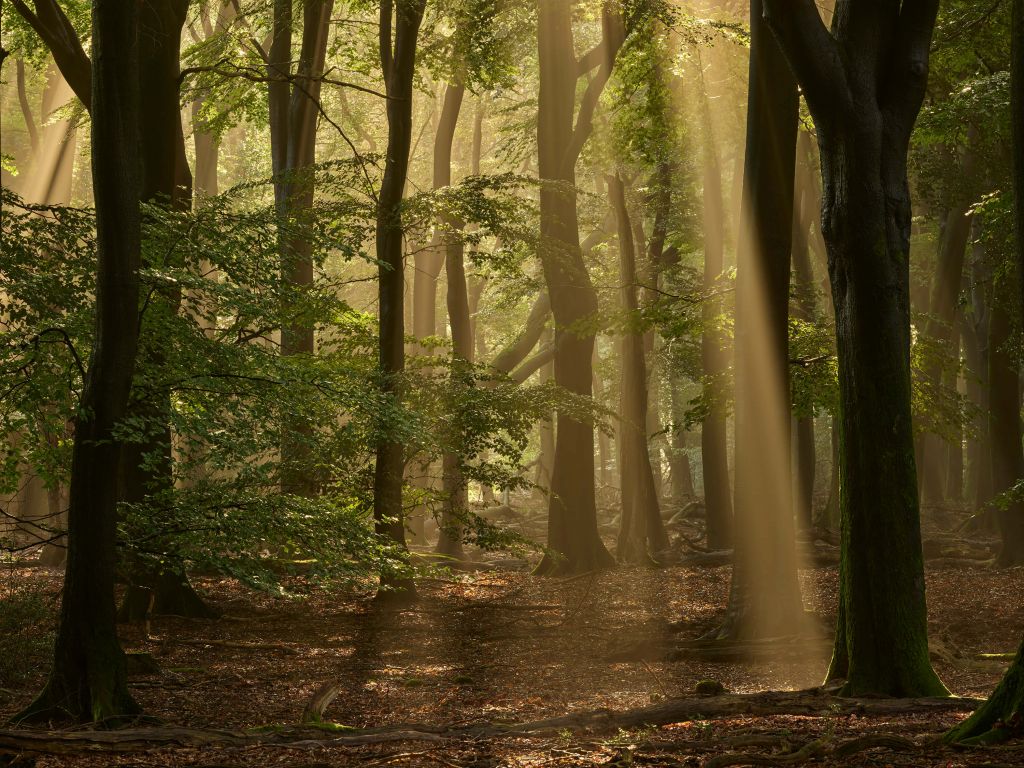 Vieille forêt avec parasols