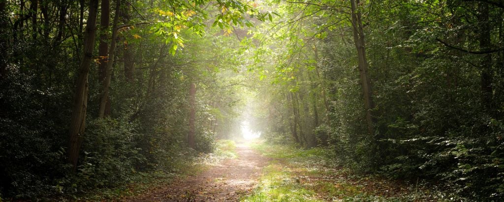 Sentier à travers une forêt brumeuse