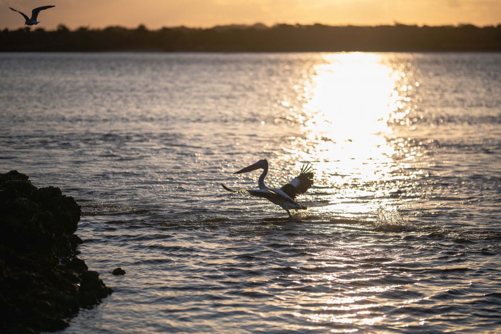 Pélicans au crépuscule