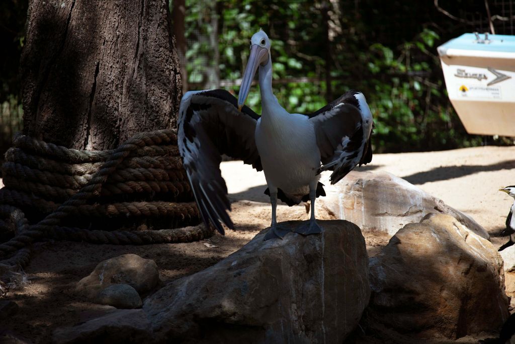 Pélican sur une pierre