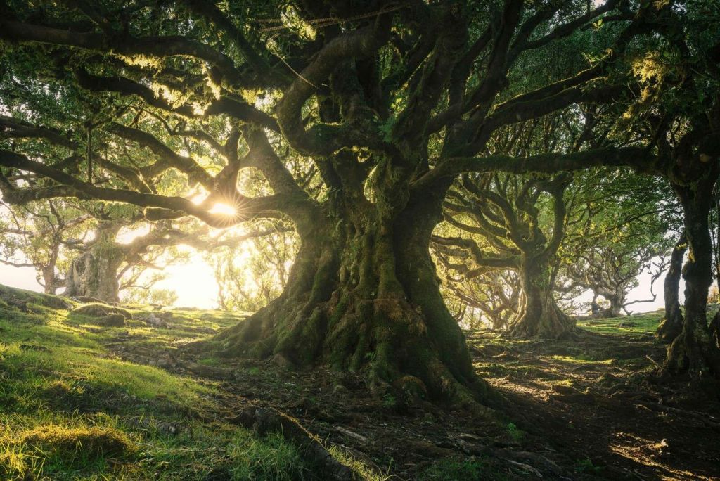 Forêt Enchantée au Soleil