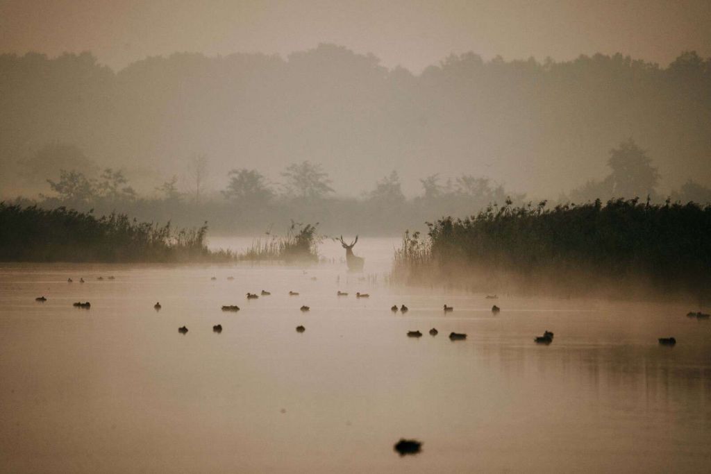 Hert dans un paysage aquatique brumeux