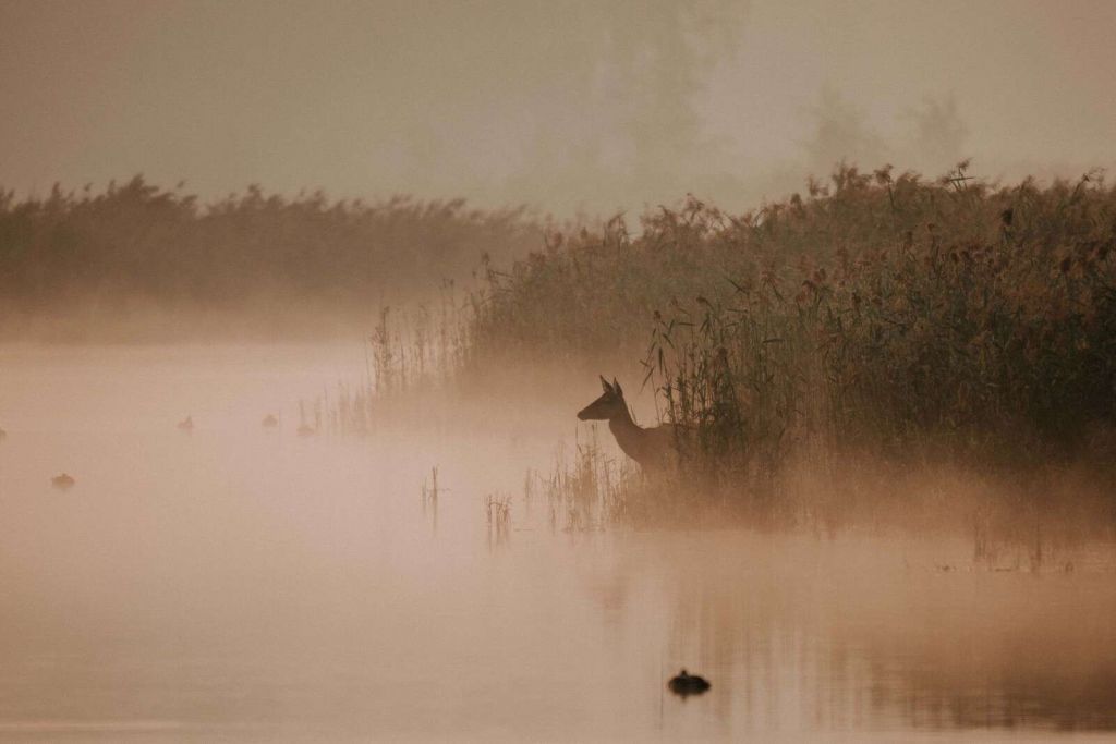 Ree dans la brume du matin