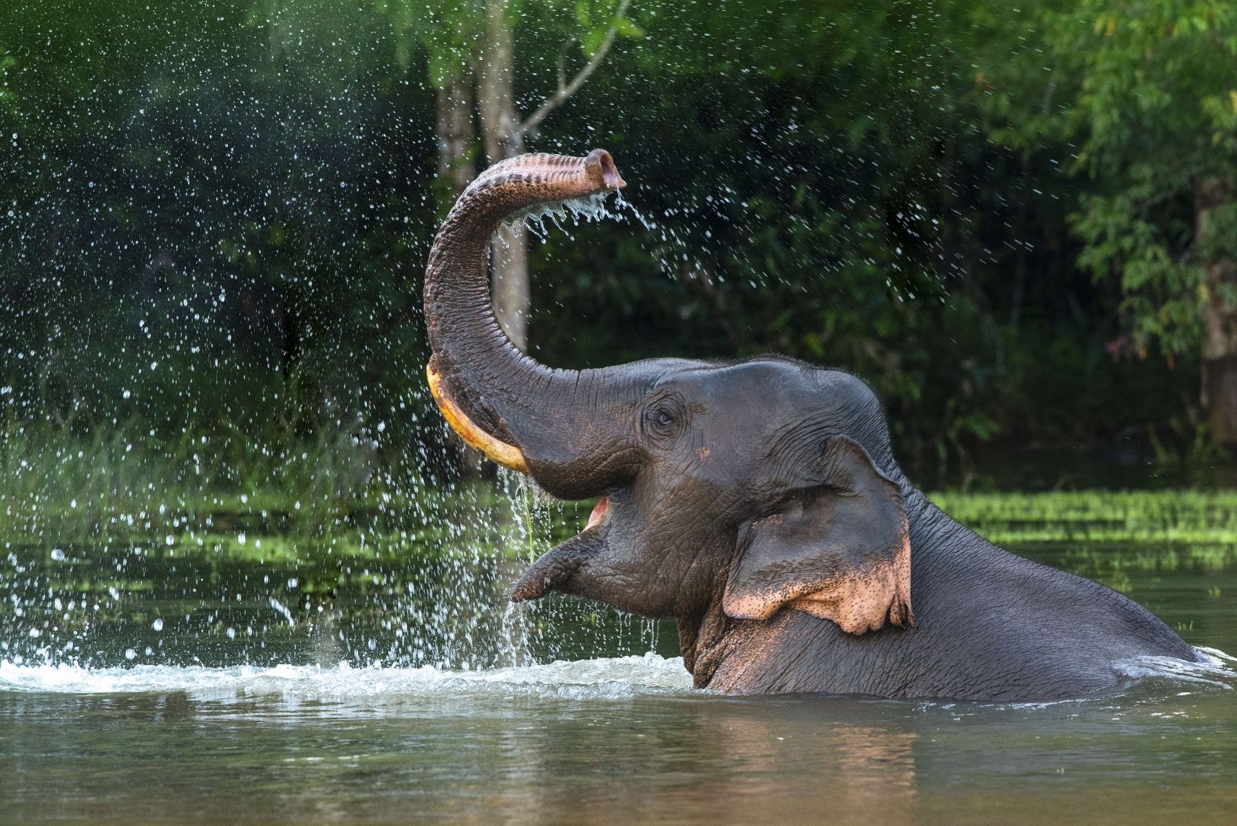 Léléphant dans leau - papier peint